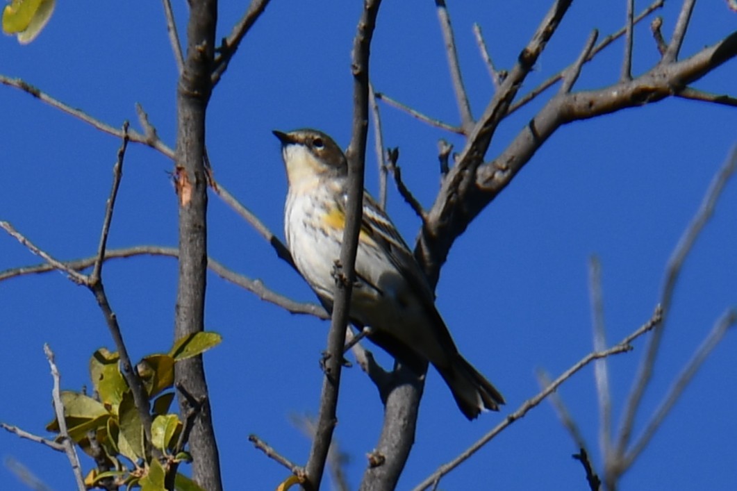 Yellow-rumped Warbler - ML645155976