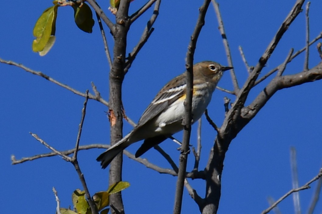Yellow-rumped Warbler - ML645155977