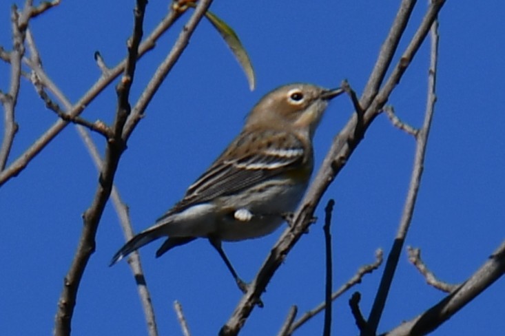 Yellow-rumped Warbler - ML645155978