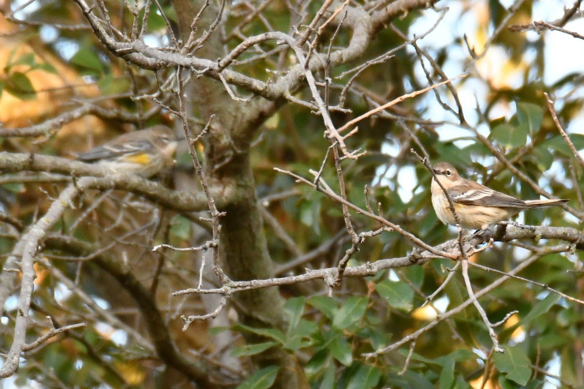 Yellow-rumped Warbler - ML645155979
