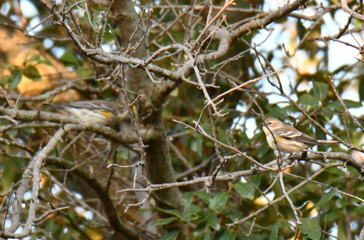 Yellow-rumped Warbler - ML645155980