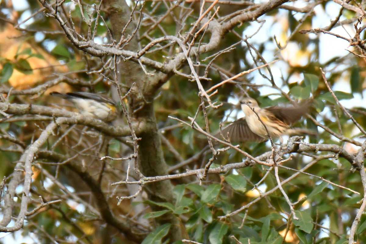 Yellow-rumped Warbler - ML645155981