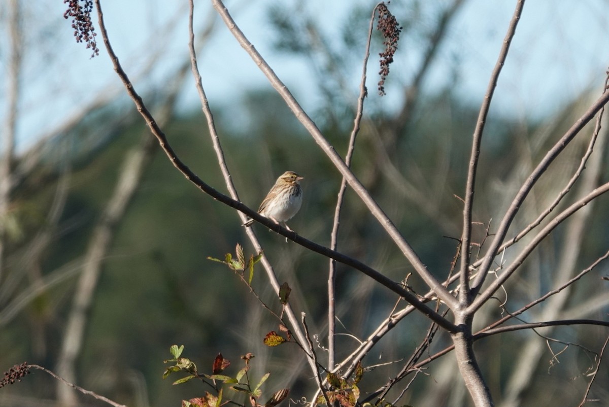 稀樹草鵐 - ML645155982