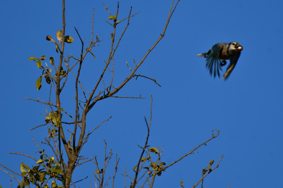 Blue Jay - ML645155983