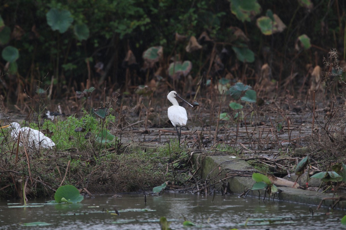 白琵鷺 - ML645155984