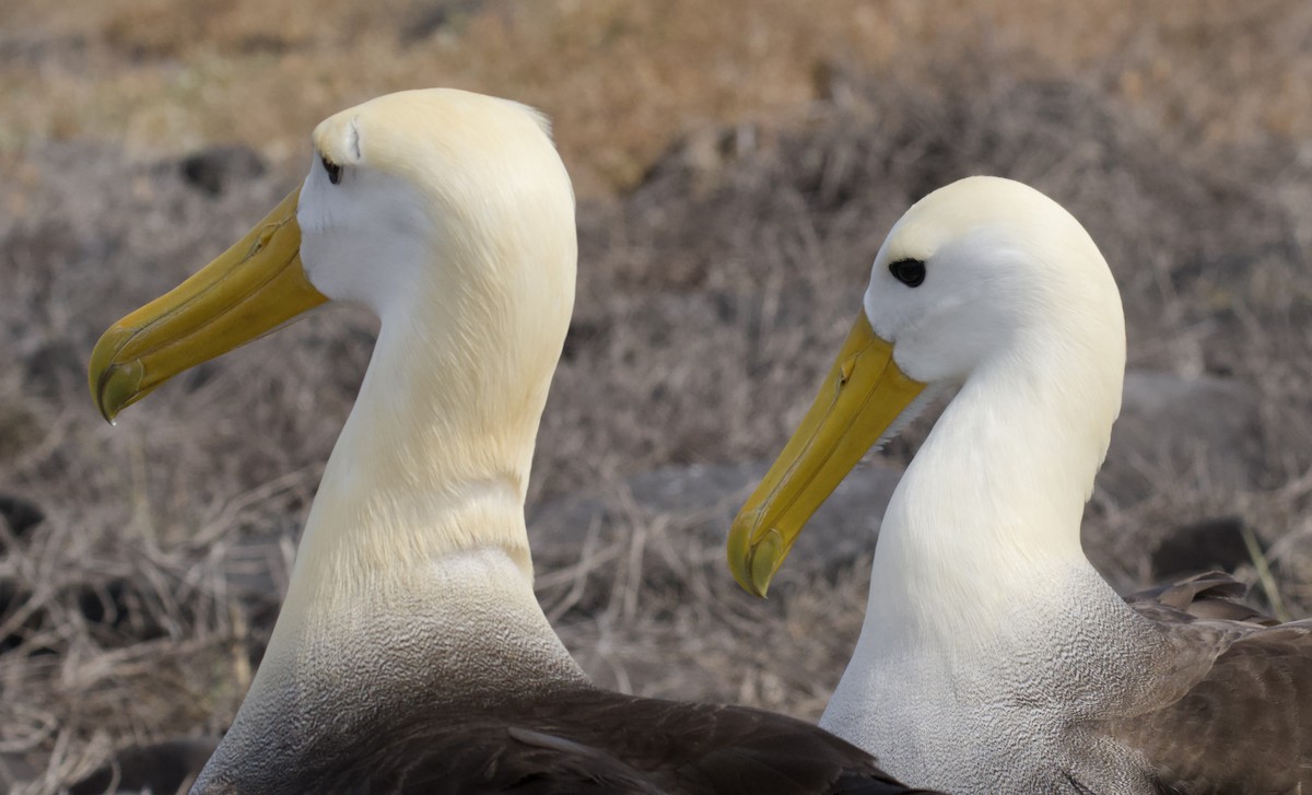 Waved Albatross - ML645155985