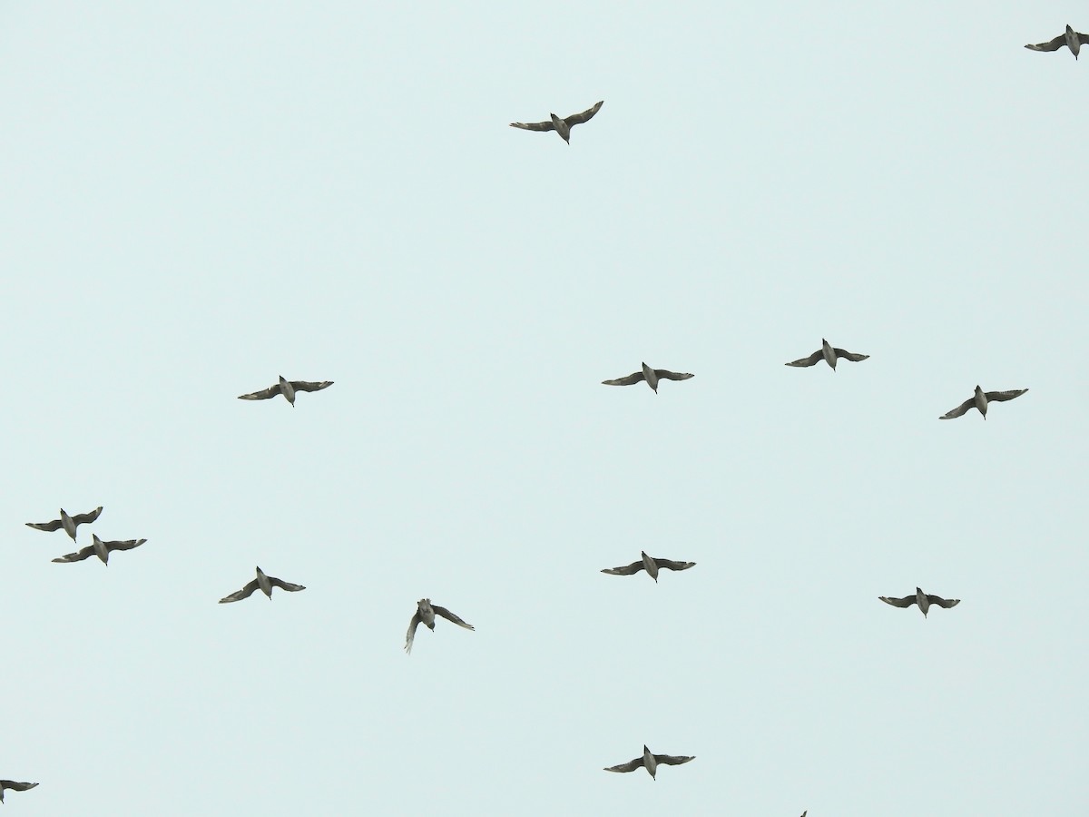 太平洋金斑鴴 - ML645155986