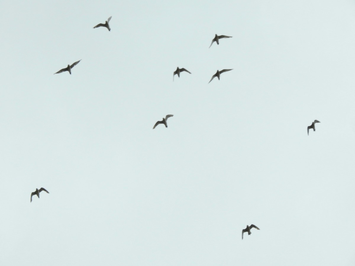 太平洋金斑鴴 - ML645155987