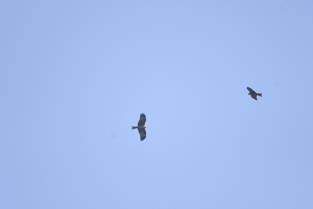 黑鳶 - ML645155993