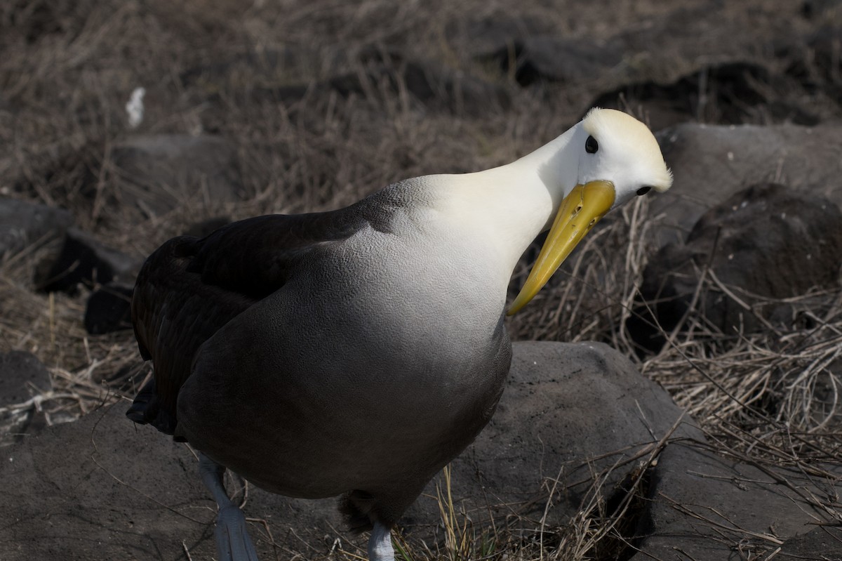 albatros galapážský - ML645156009