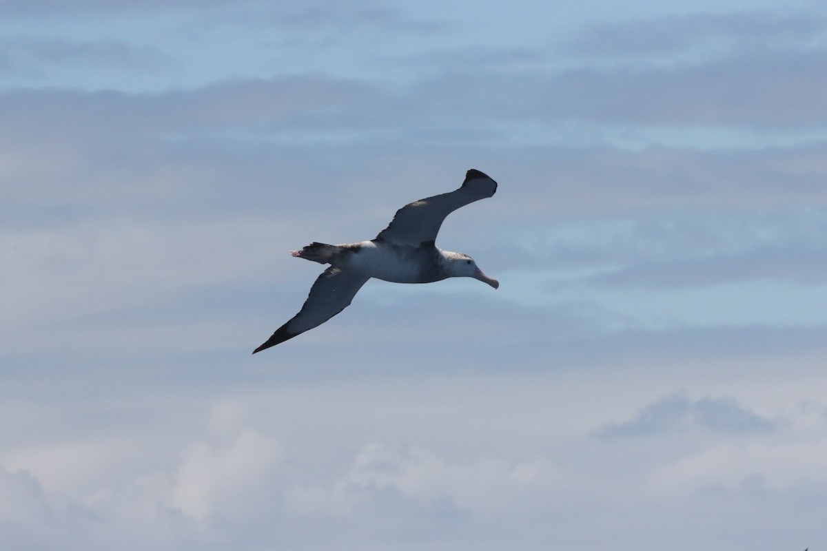 Antipodean Albatross (Gibson's) - ML645156012