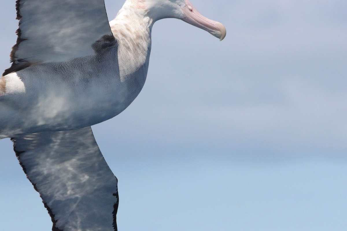 Antipodean Albatross (Gibson's) - ML645156013