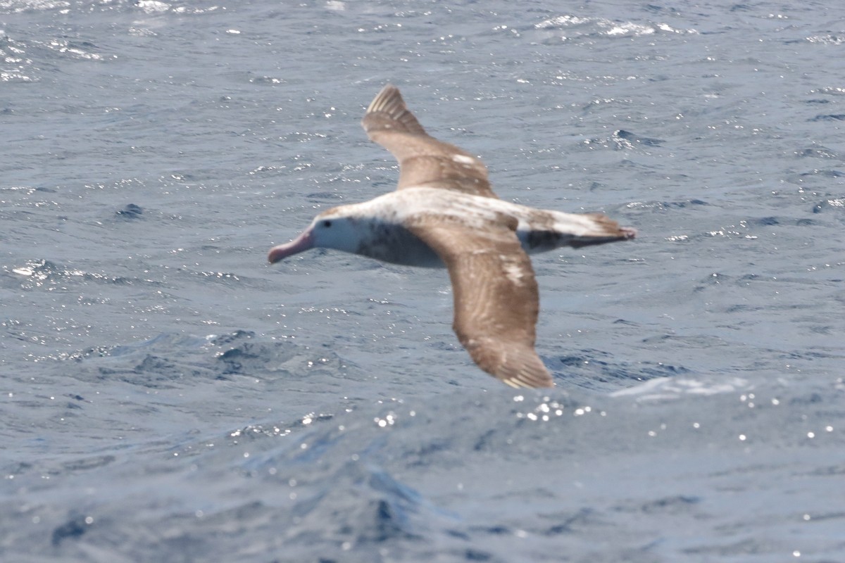 Antipodean Albatross (Gibson's) - ML645156014