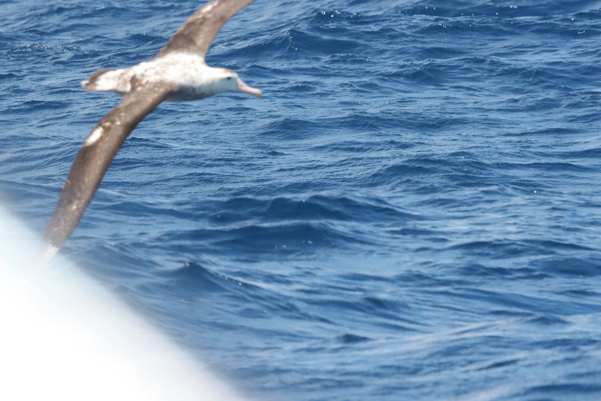 Antipodean Albatross (Gibson's) - ML645156015
