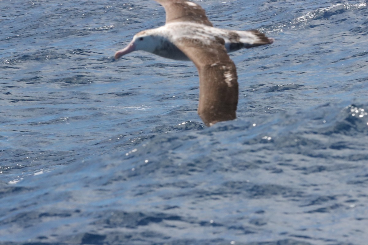Antipodean Albatross (Gibson's) - ML645156016