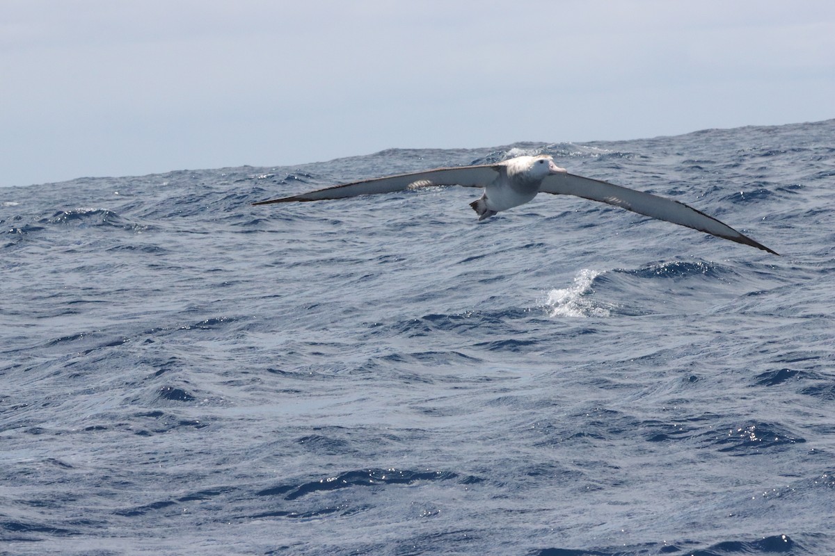 Antipodean Albatross (Gibson's) - ML645156017