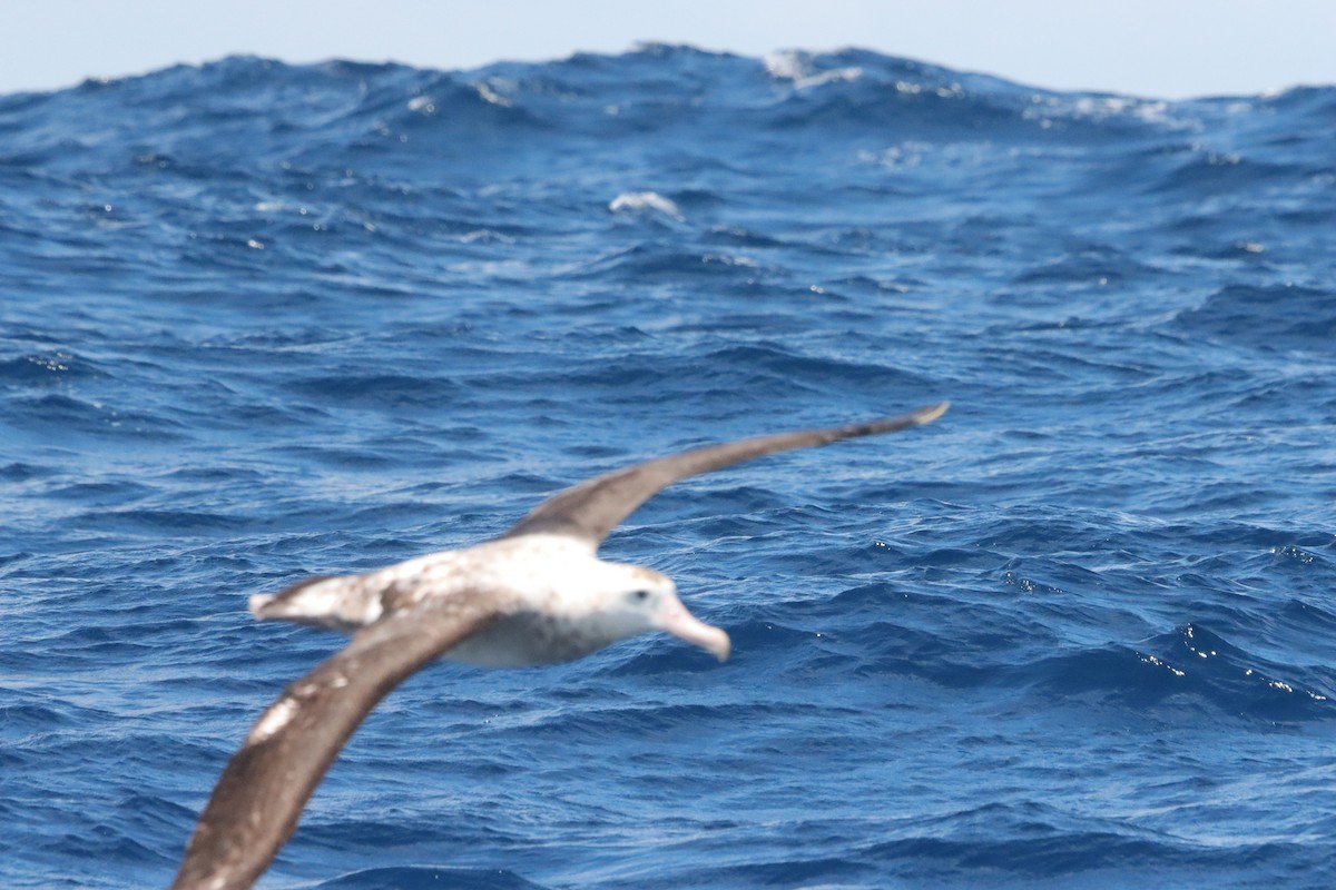 Antipodean Albatross (Gibson's) - ML645156018