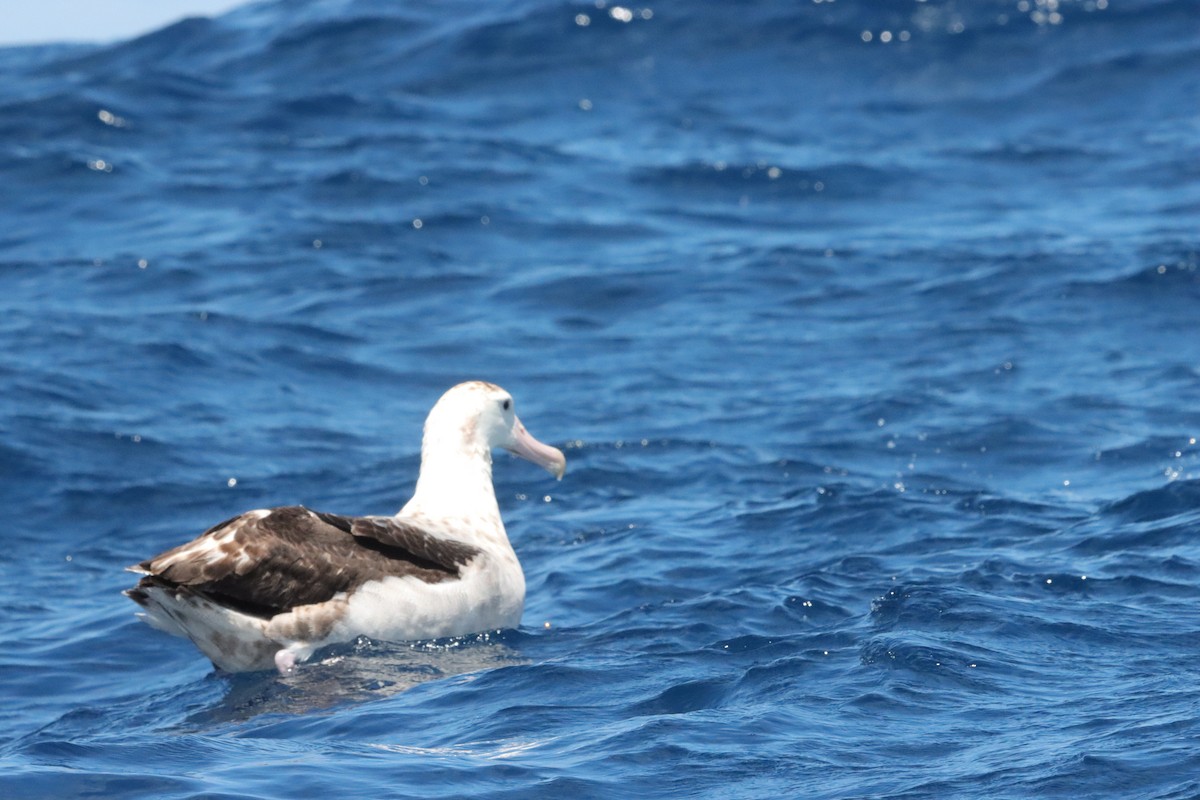 Antipodean Albatross (Gibson's) - ML645156019