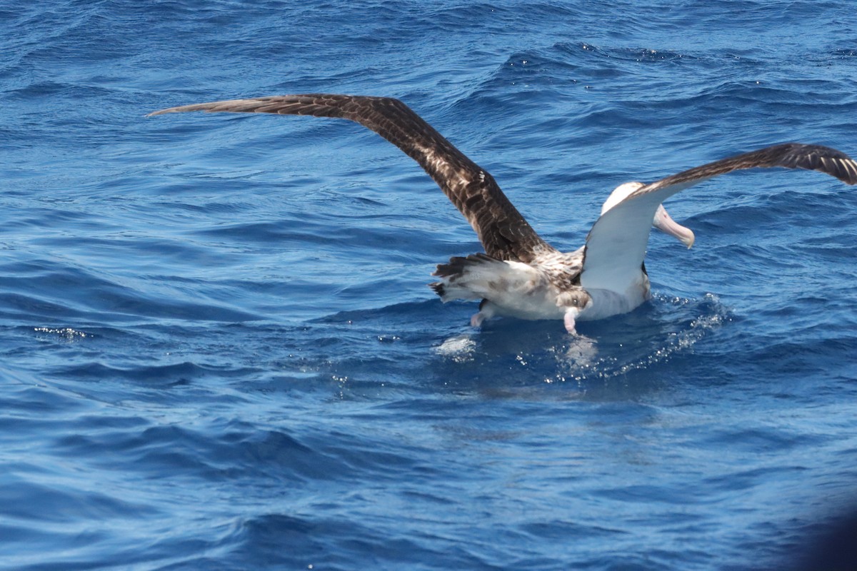 Antipodean Albatross (Gibson's) - ML645156020