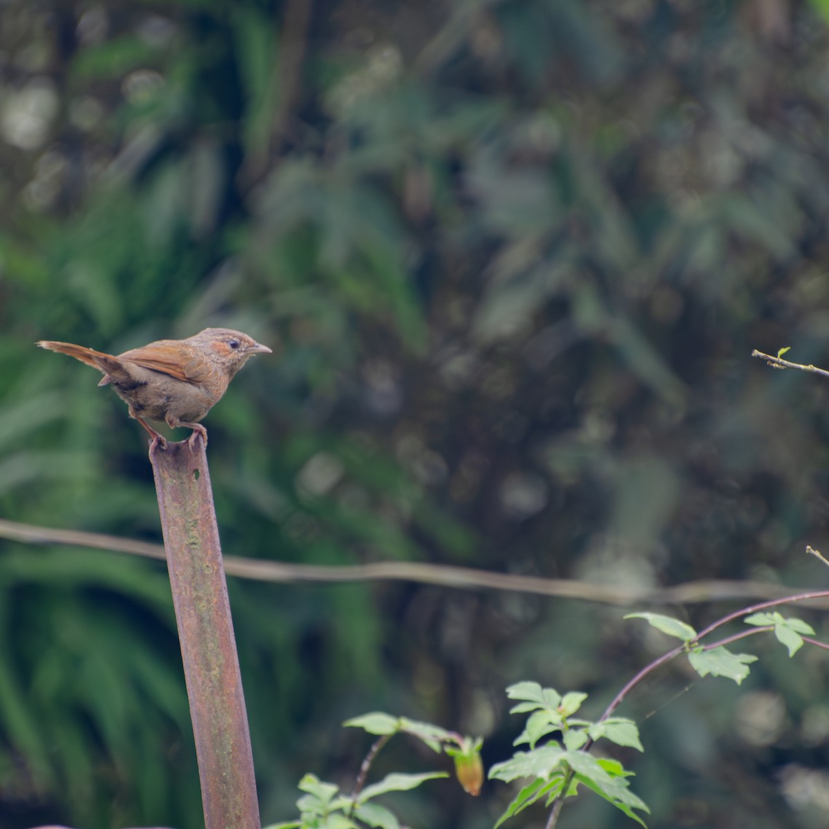 brunørelattertrost - ML645156022