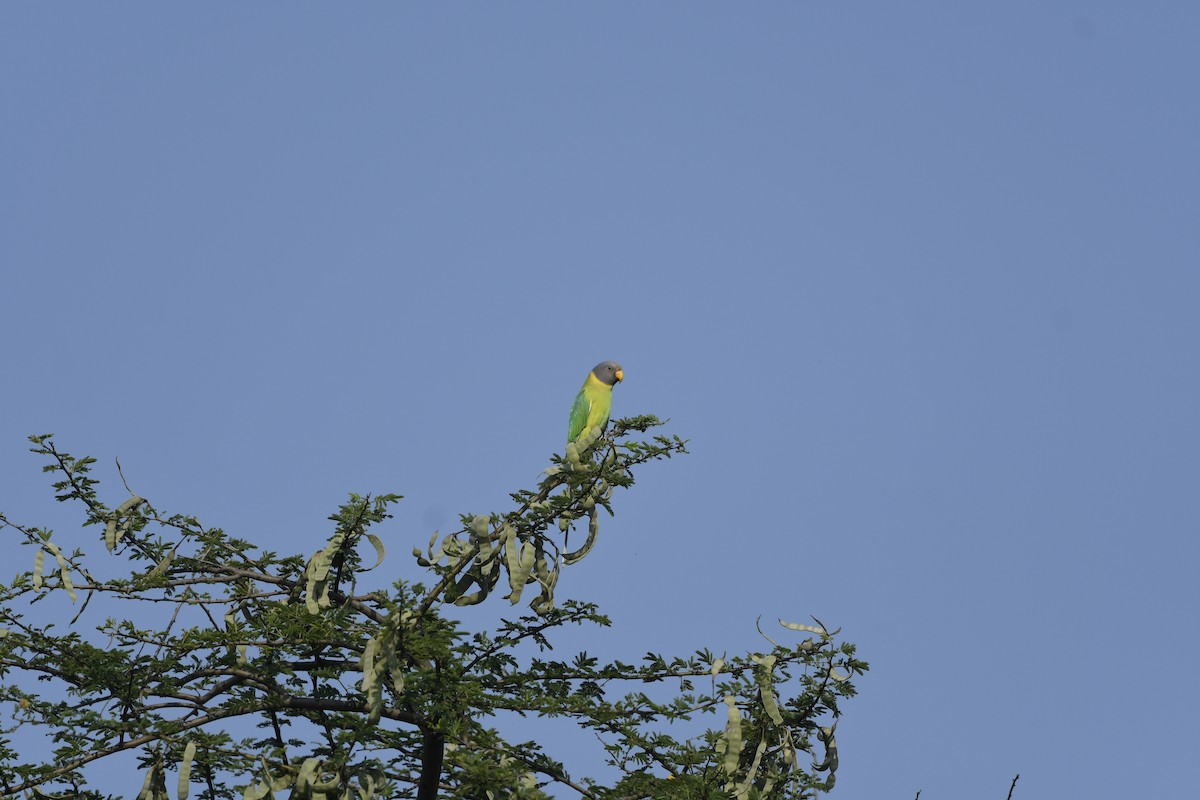Erik Başlı Yeşil Papağan - ML645156037