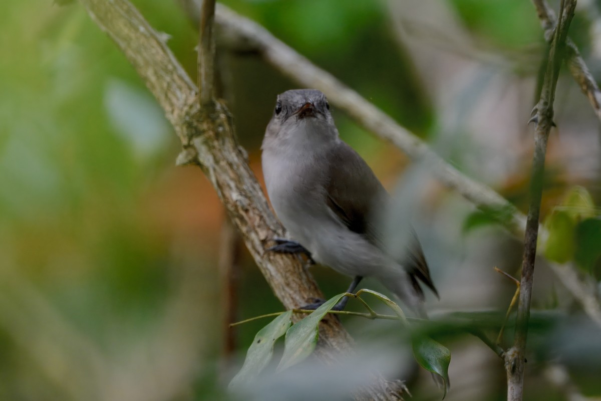 Mangrove Whistler - ML645156048