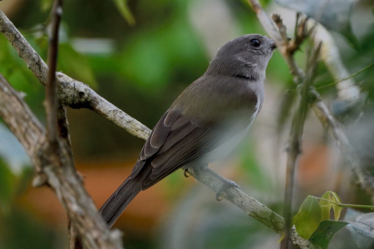 Mangrove Whistler - ML645156050