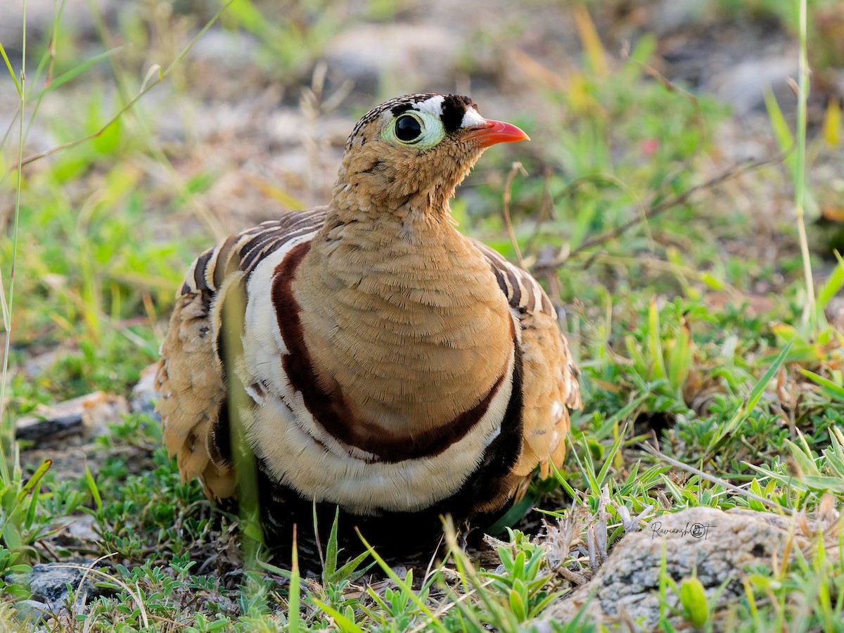 Painted Sandgrouse - ML645156051