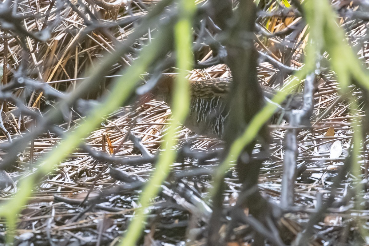 Lewin's Rail - ML645156052