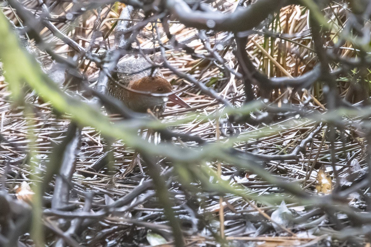 Lewin's Rail - ML645156053