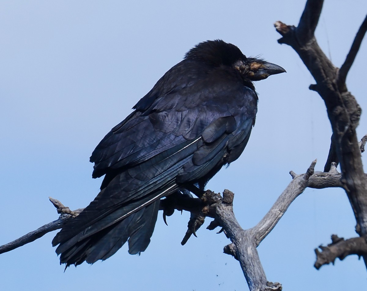 Australian Raven - ML645156054