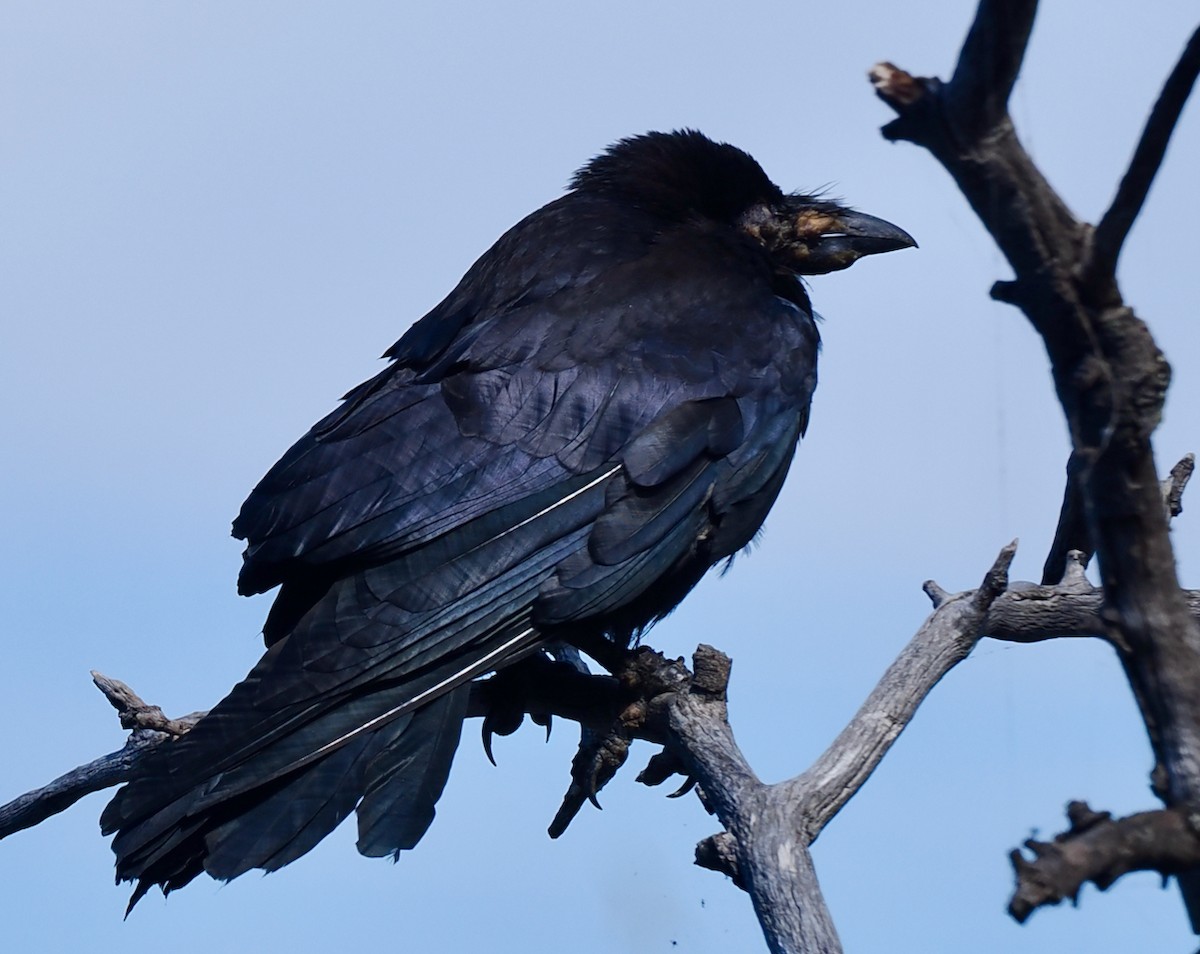 Australian Raven - ML645156055