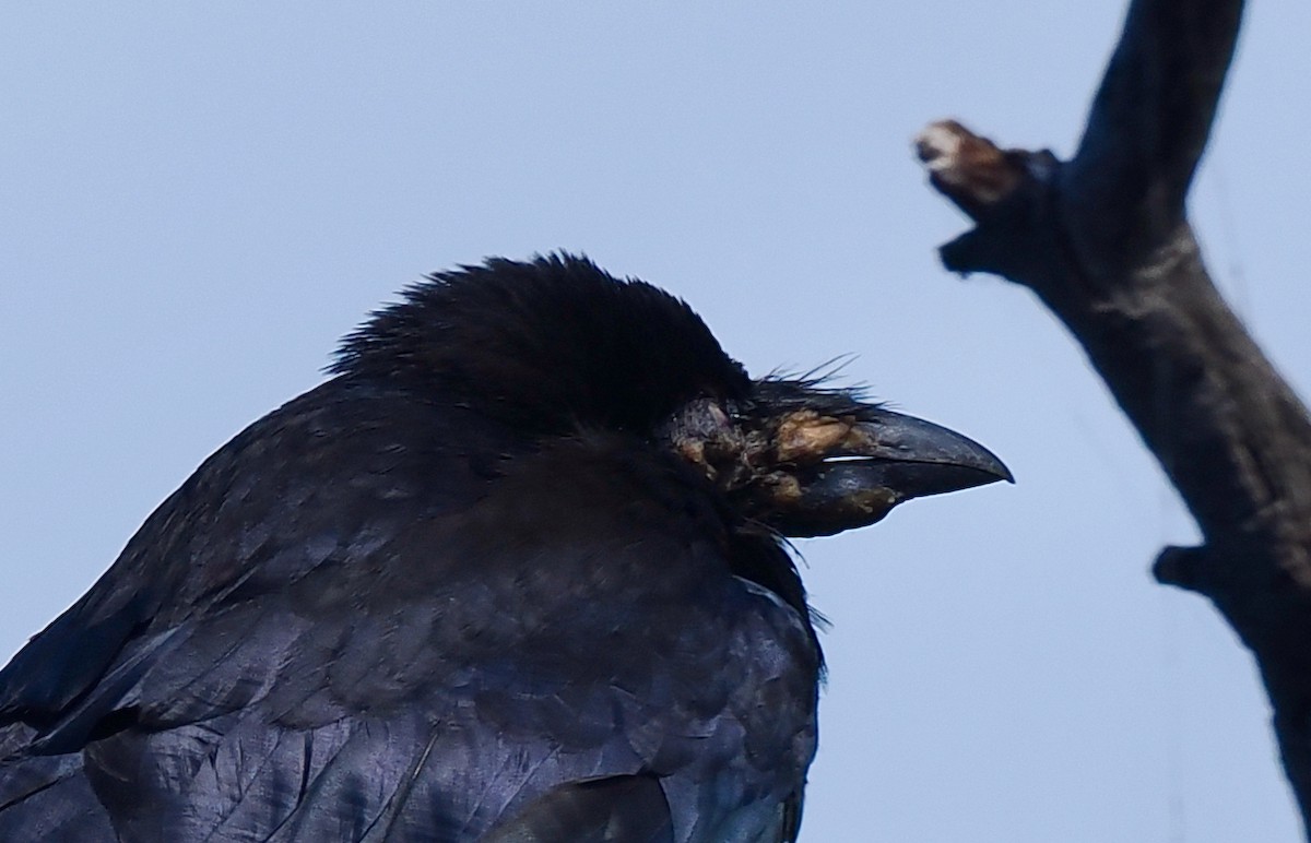 Australian Raven - ML645156057