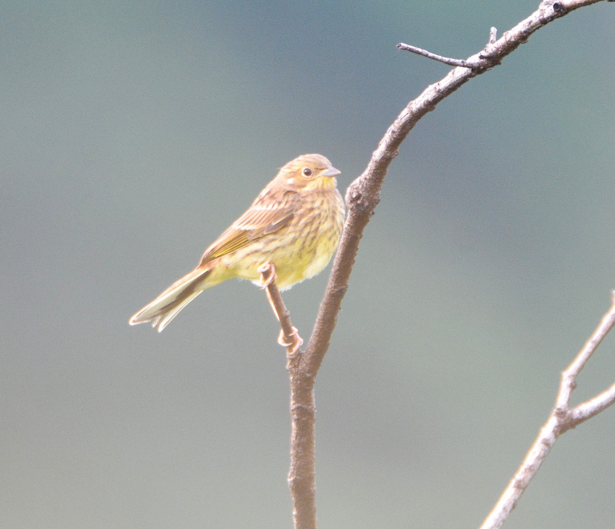 Yellowhammer - ML645156058