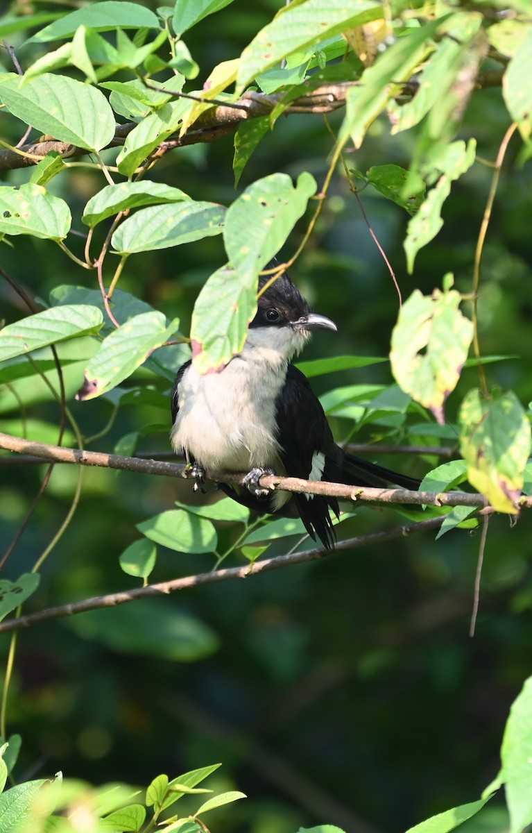 Pied Cuckoo - ML645156059