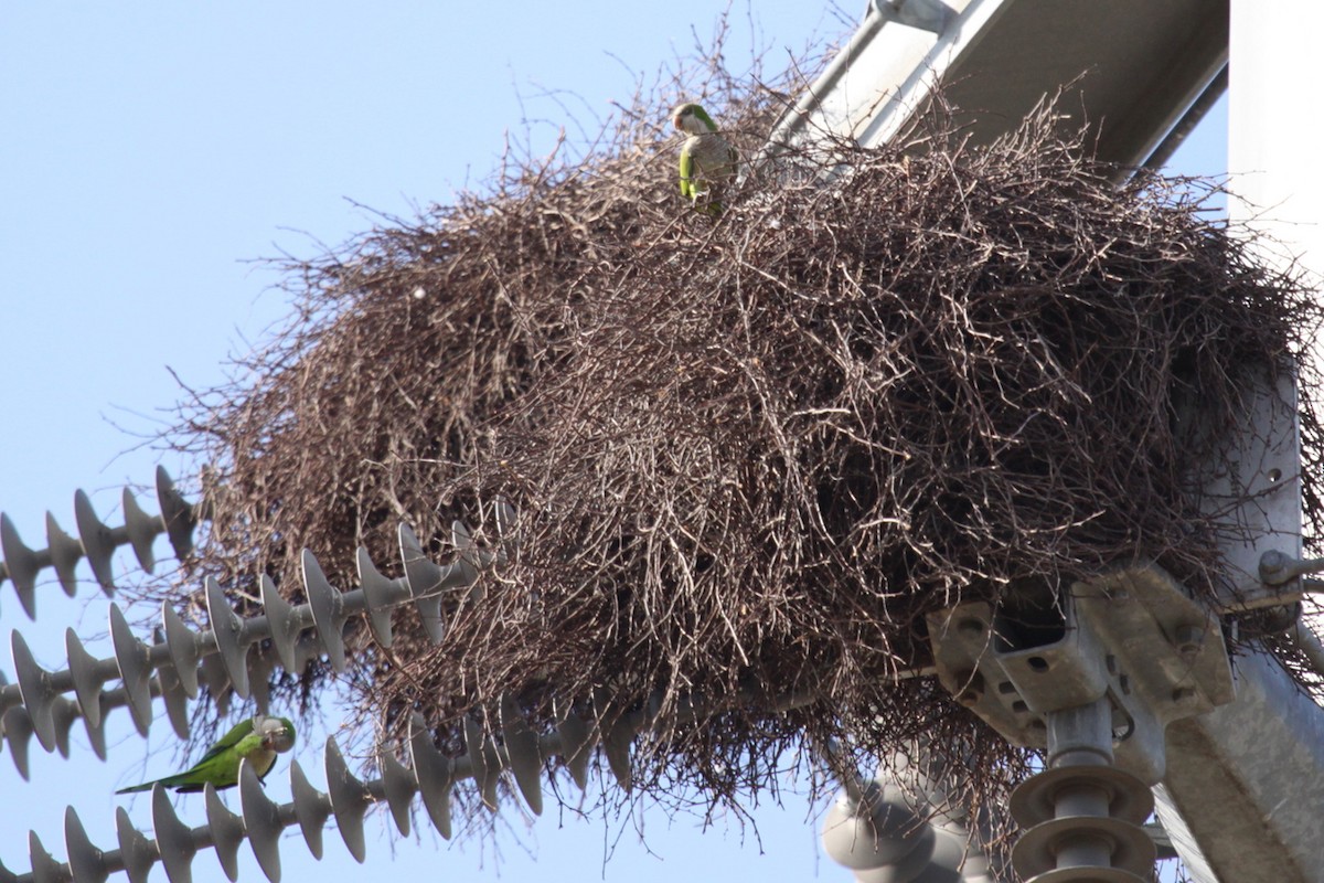 Monk Parakeet - ML645156060