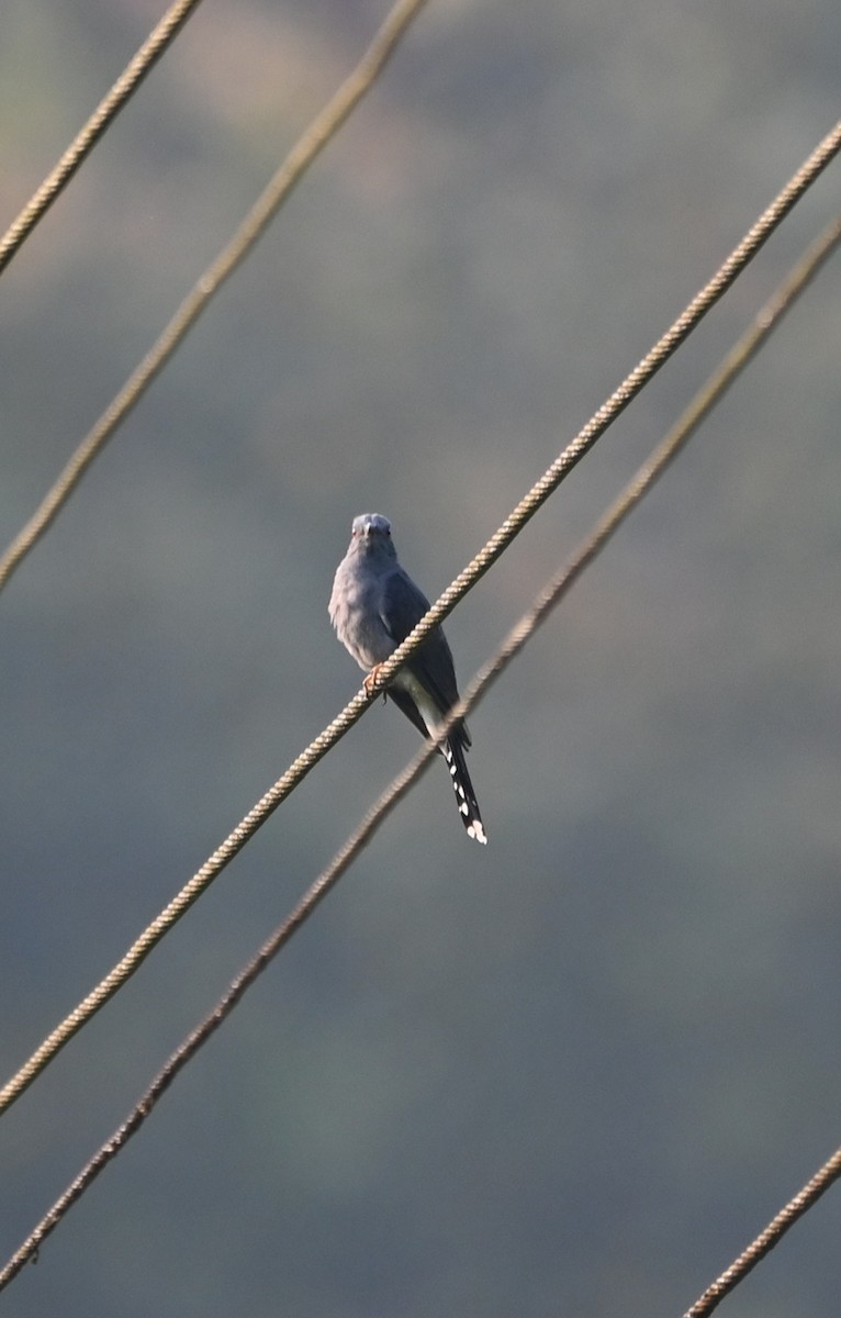 Gray-bellied Cuckoo - ML645156061