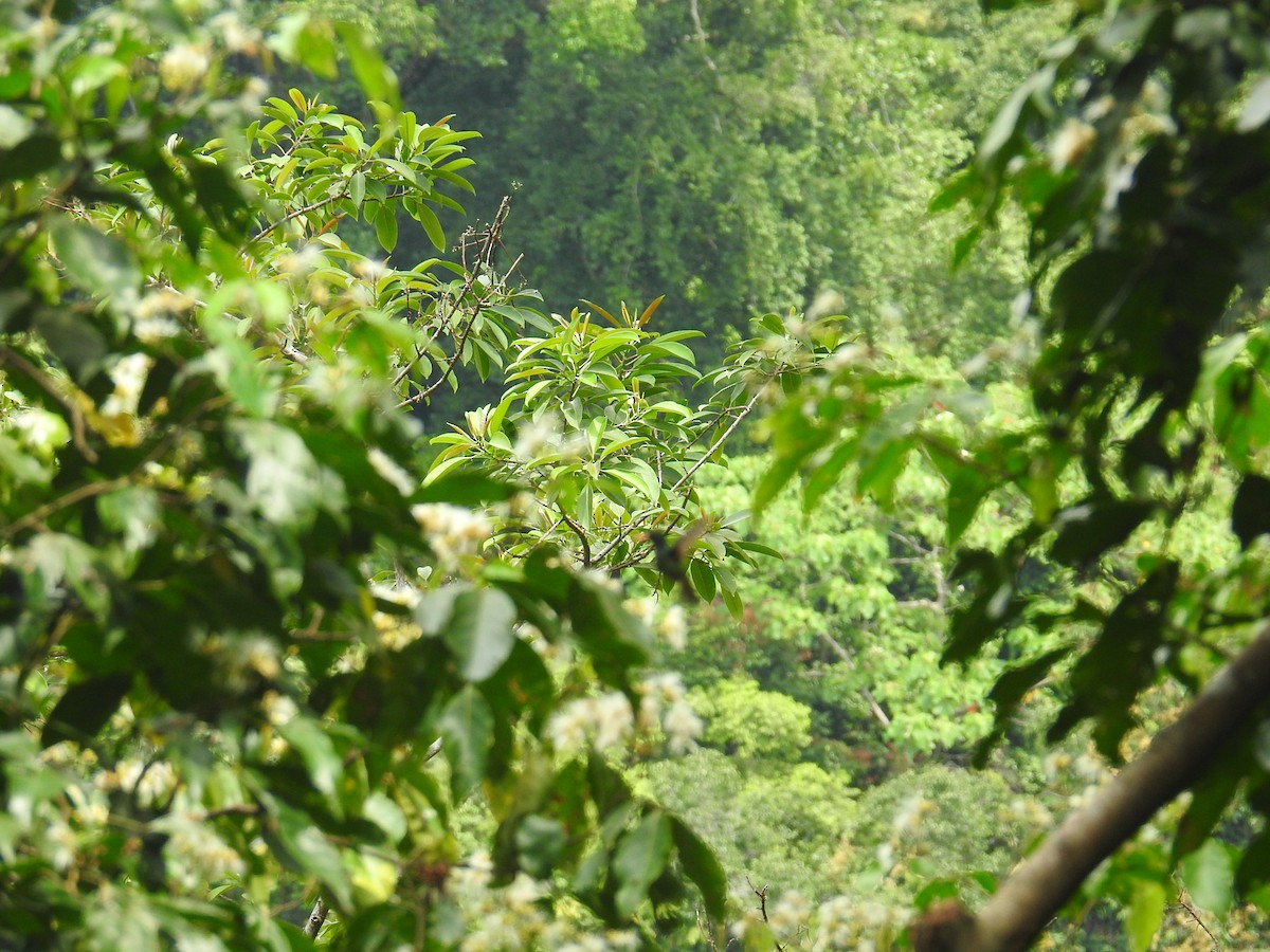 Blue-throated Goldentail - ML645156062