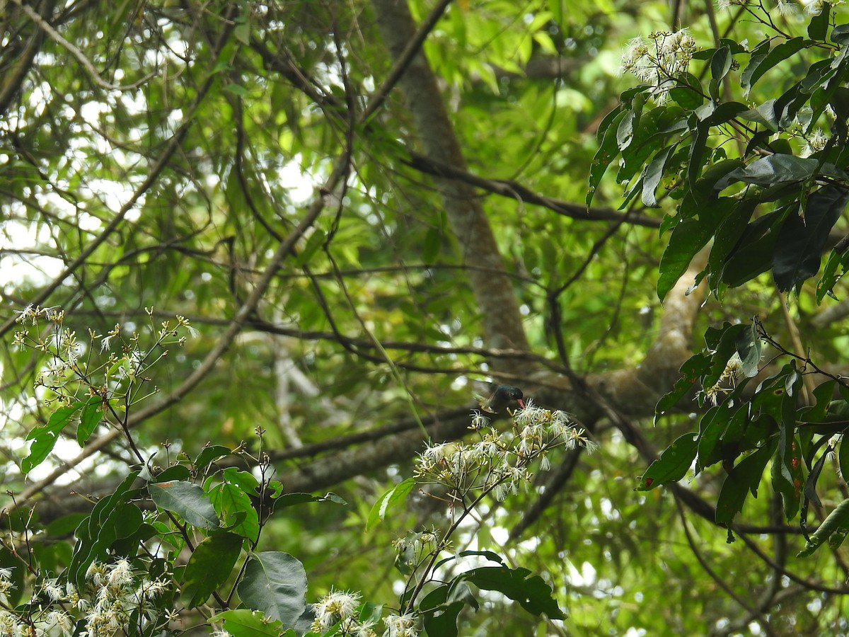 Blue-throated Goldentail - ML645156063