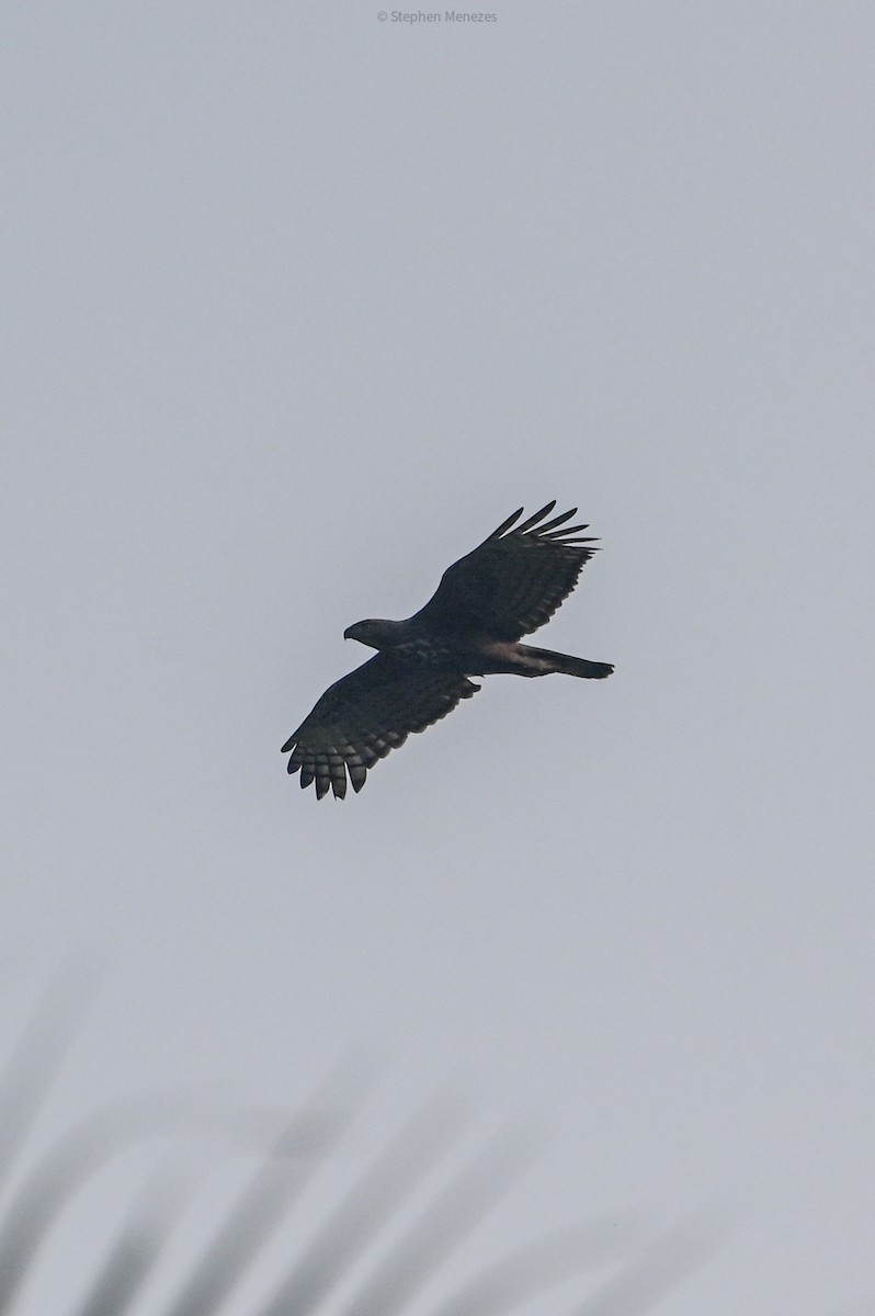 Changeable Hawk-Eagle - ML645156064