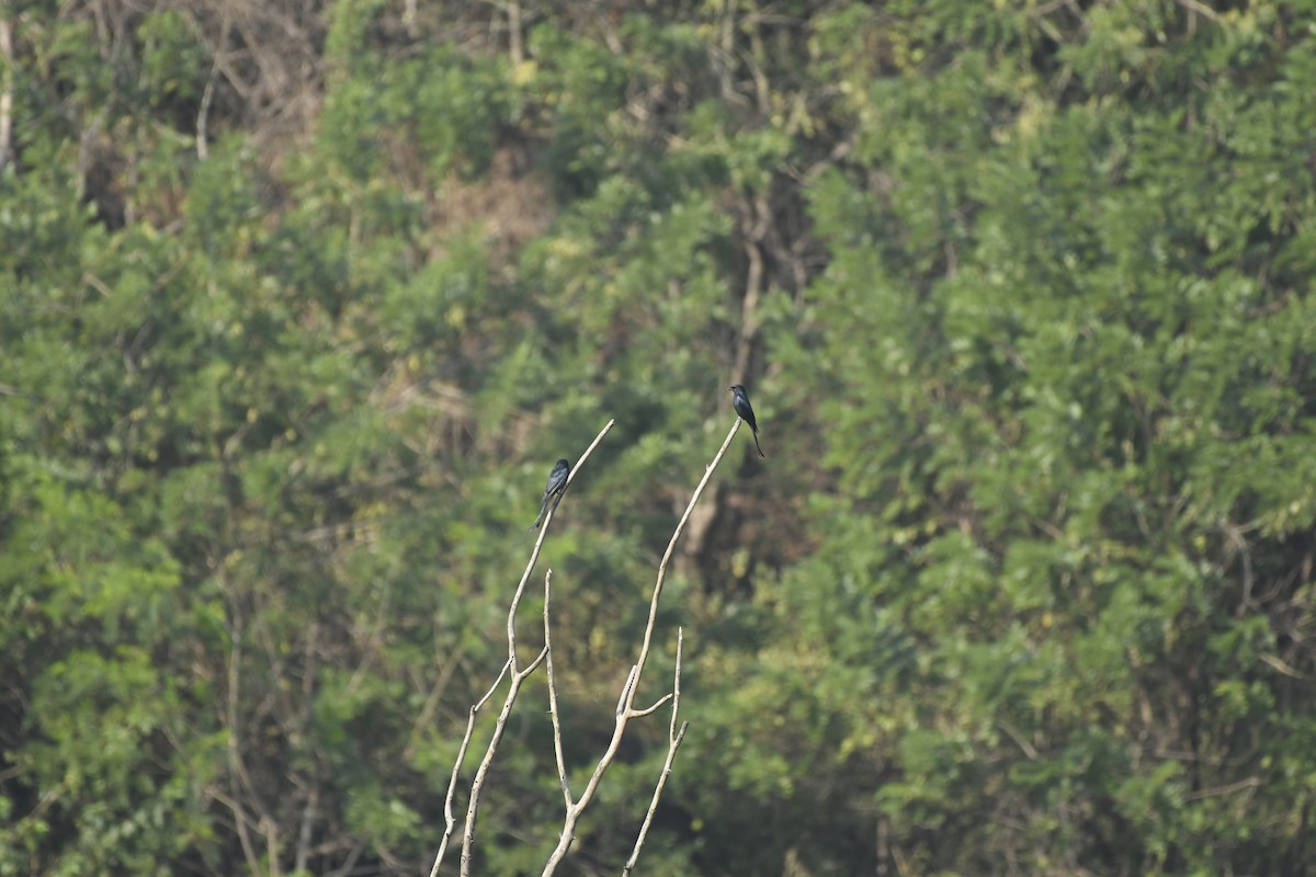 Black Drongo - ML645156065