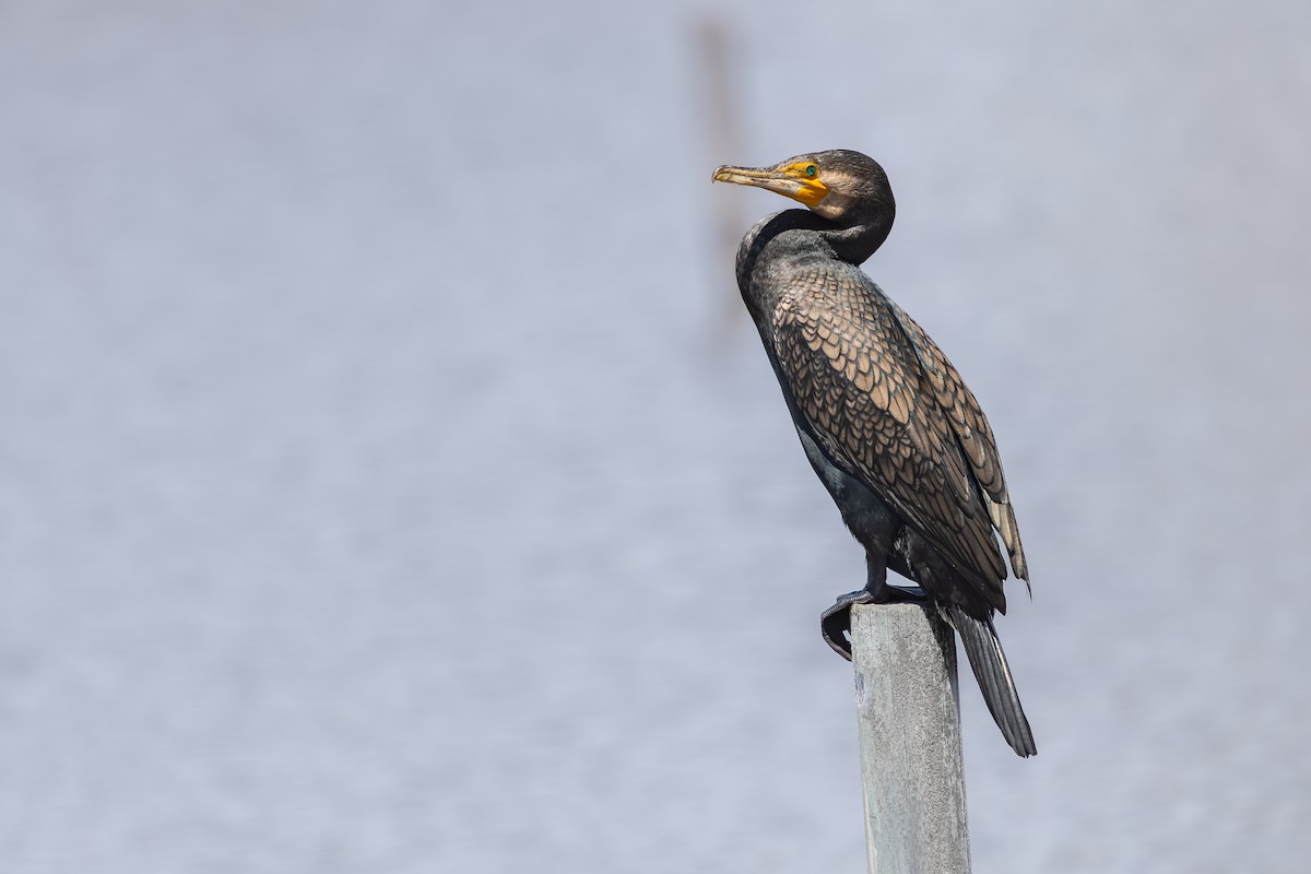 Great Cormorant - ML645156066
