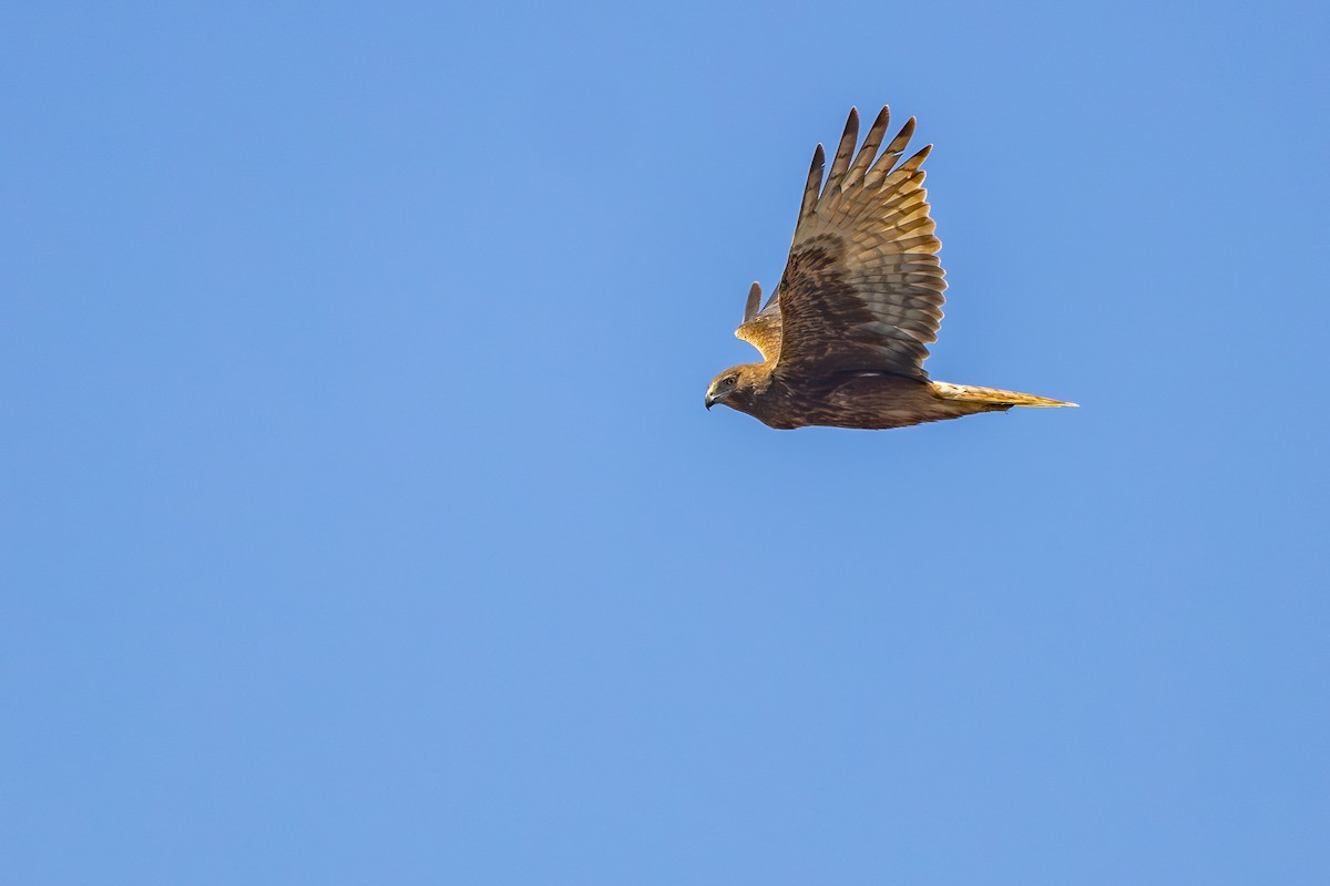 Swamp Harrier - ML645156069