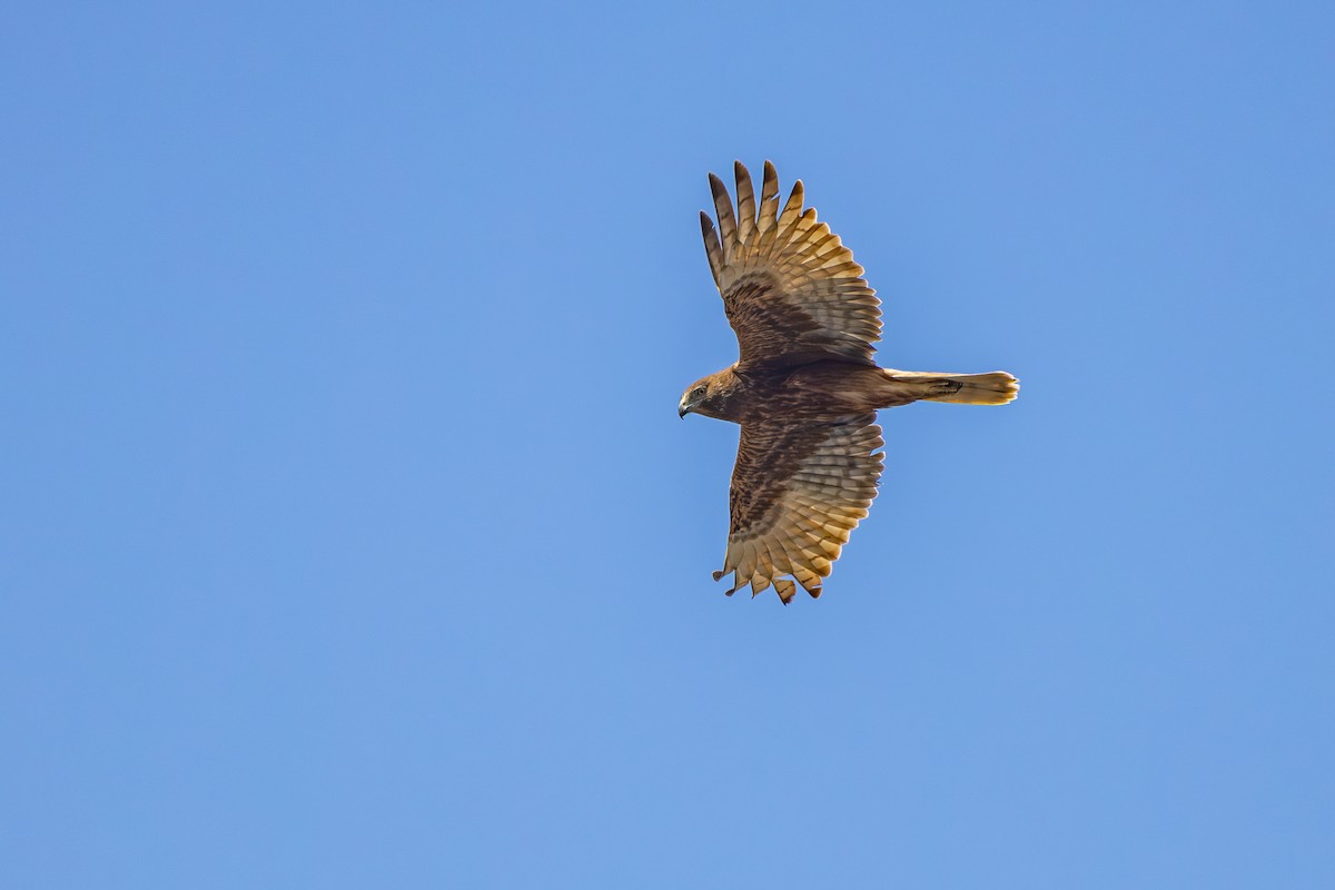 Swamp Harrier - ML645156070