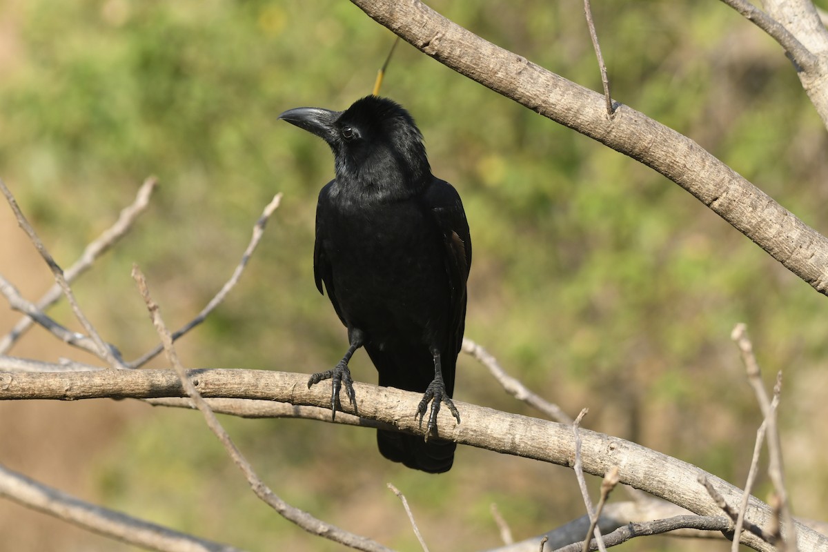 Large-billed Crow - ML645156071