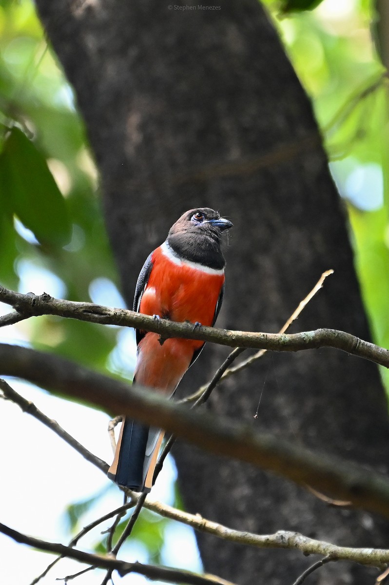 Malabar Trogon - ML645156073