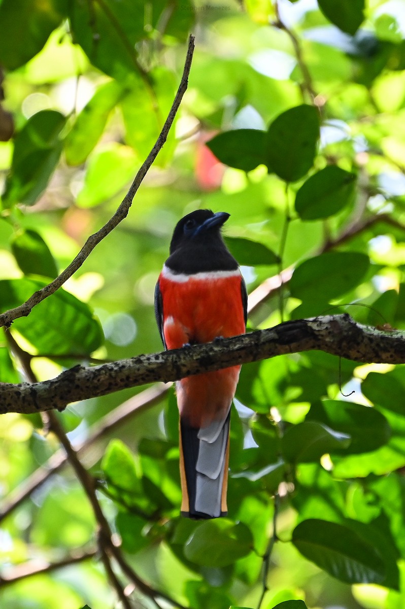 Malabar Trogon - ML645156074