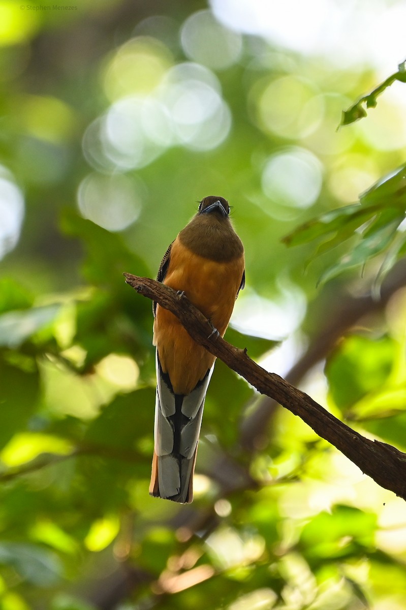 Malabar Trogon - ML645156075
