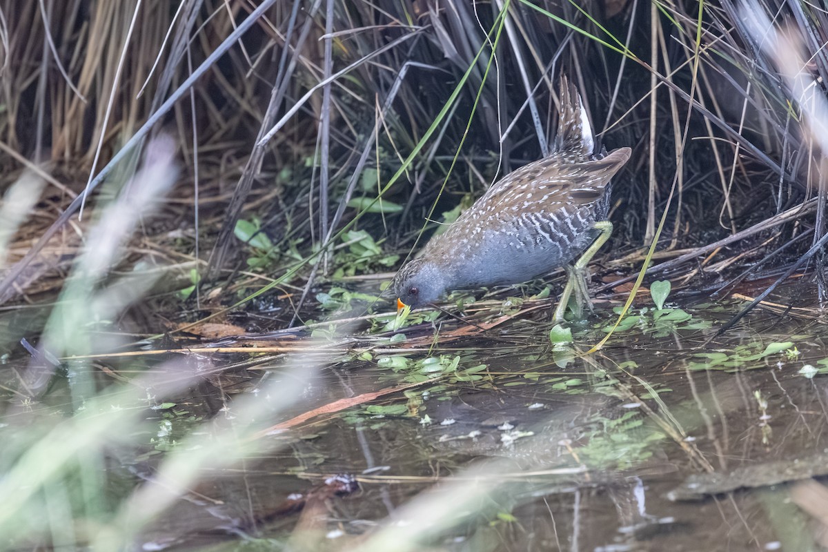 Australian Crake - ML645156076