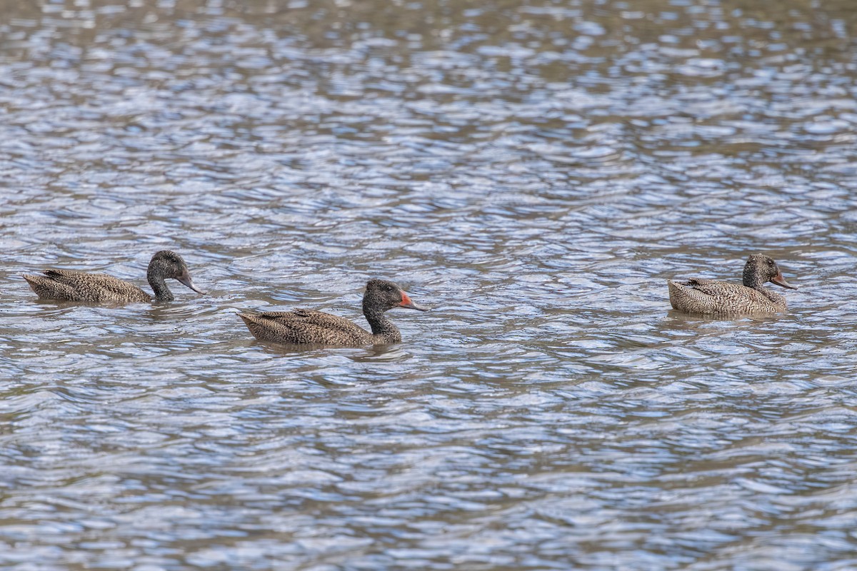 Freckled Duck - ML645156077